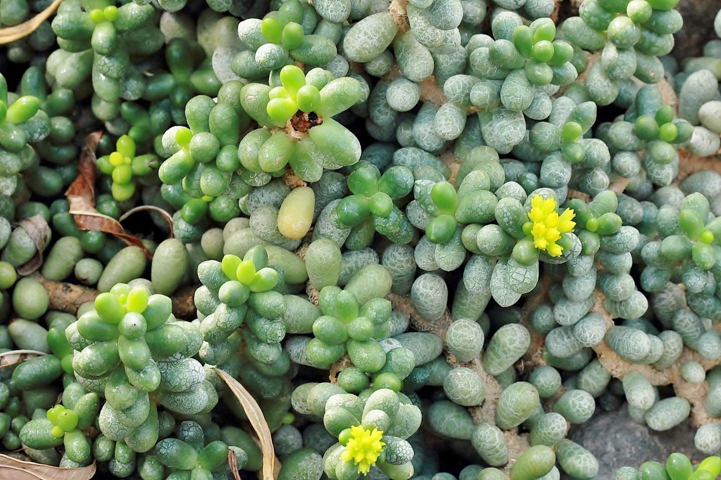 Sedum hernandezii